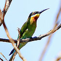 Bird watching Khao Sok - Sunbird